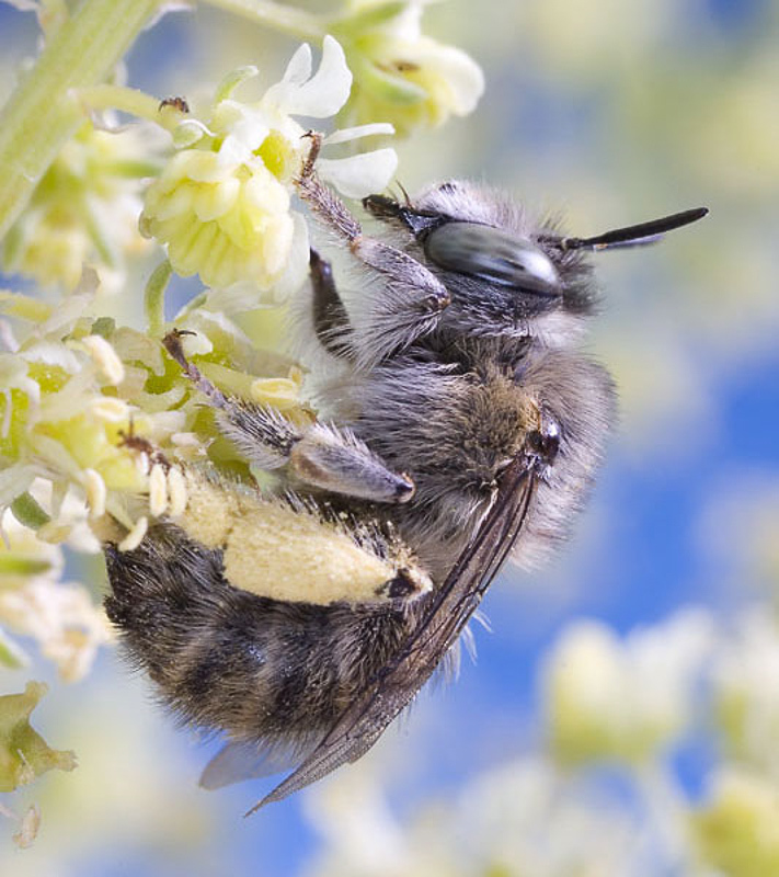 Bees : (Apidae) Anthophora quadrimaculata