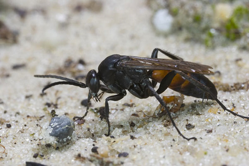 Aculeate Wasps : (Pompilidae) Arachnospila silvana