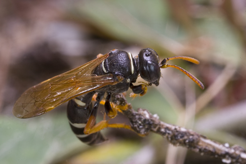 Aculeate Wasps : (Crabronidae) Gorytes quinquefasciatus