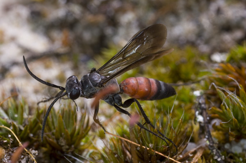 Aculeate Wasps : (Pompilidae) Evagetes pectinipes