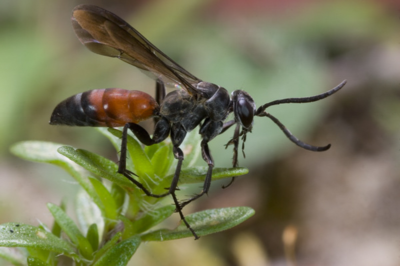 Aculeate Wasps : (Pompilidae) Evagetes pectinipes