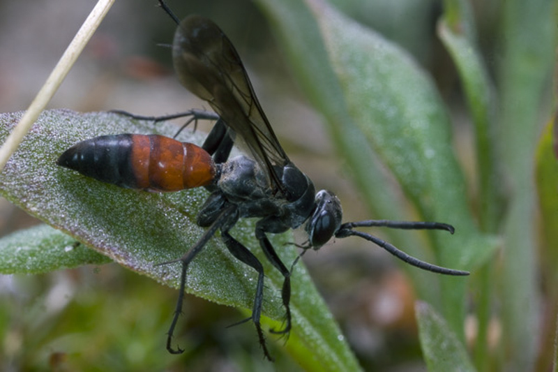 Aculeate Wasps : (Pompilidae) Evagetes pectinipes