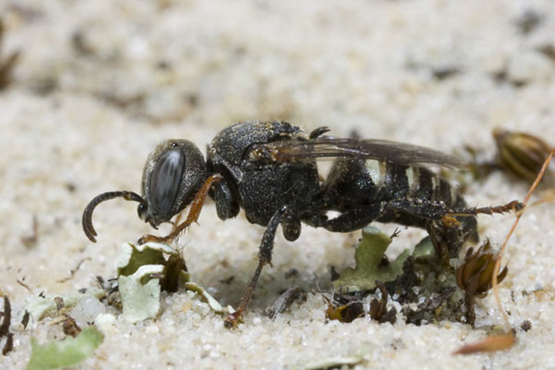 Aculeate Wasps : (Crabronidae) Oxybelus latro