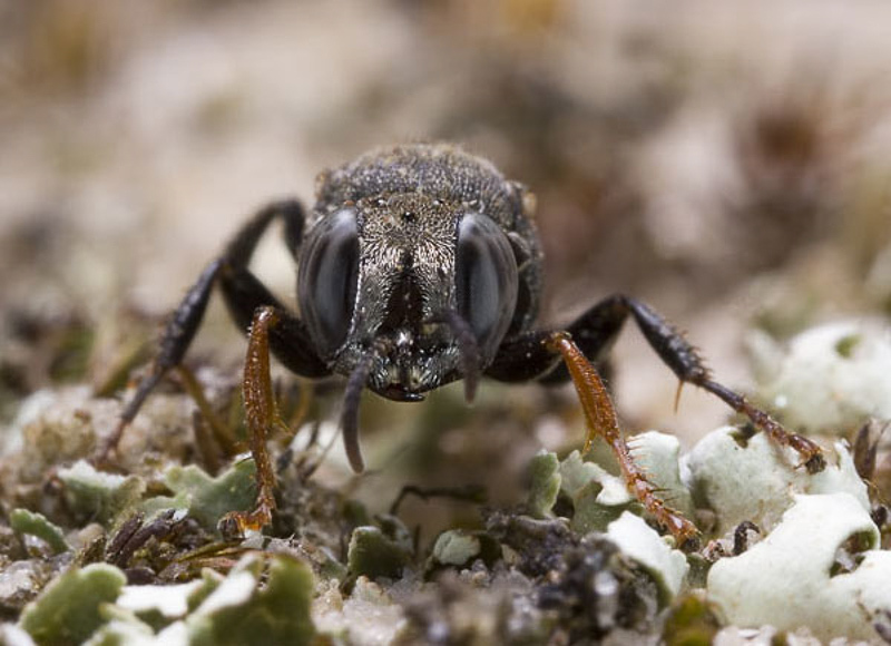 Aculeate Wasps : (Crabronidae) Oxybelus latro