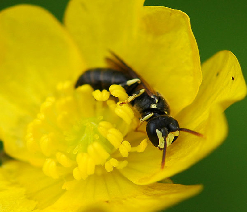 Bees : (Colletidae) Hylaeus annularis