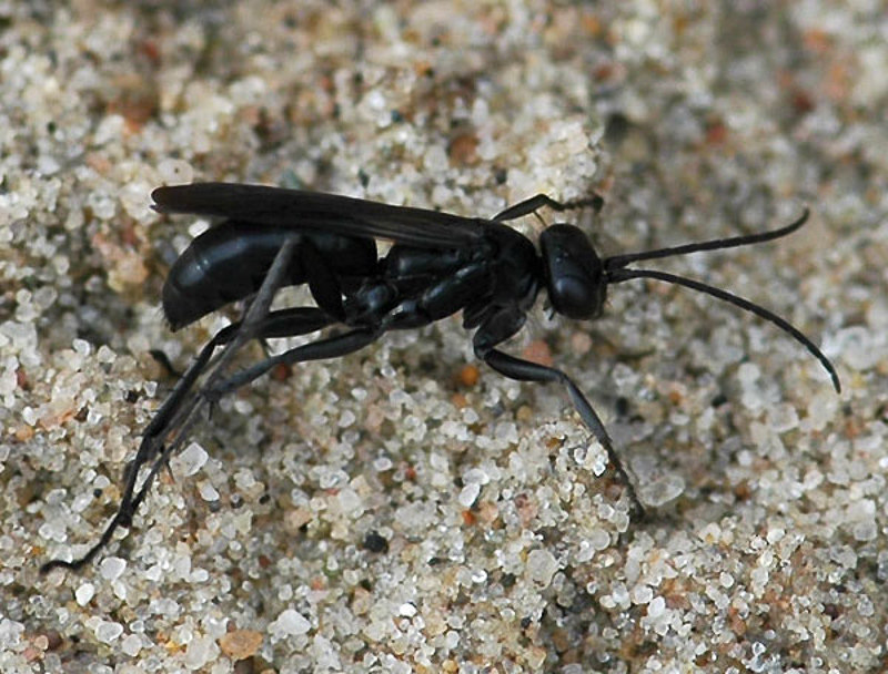 Aculeate Wasps : (Pompilidae) Anoplius concinnus