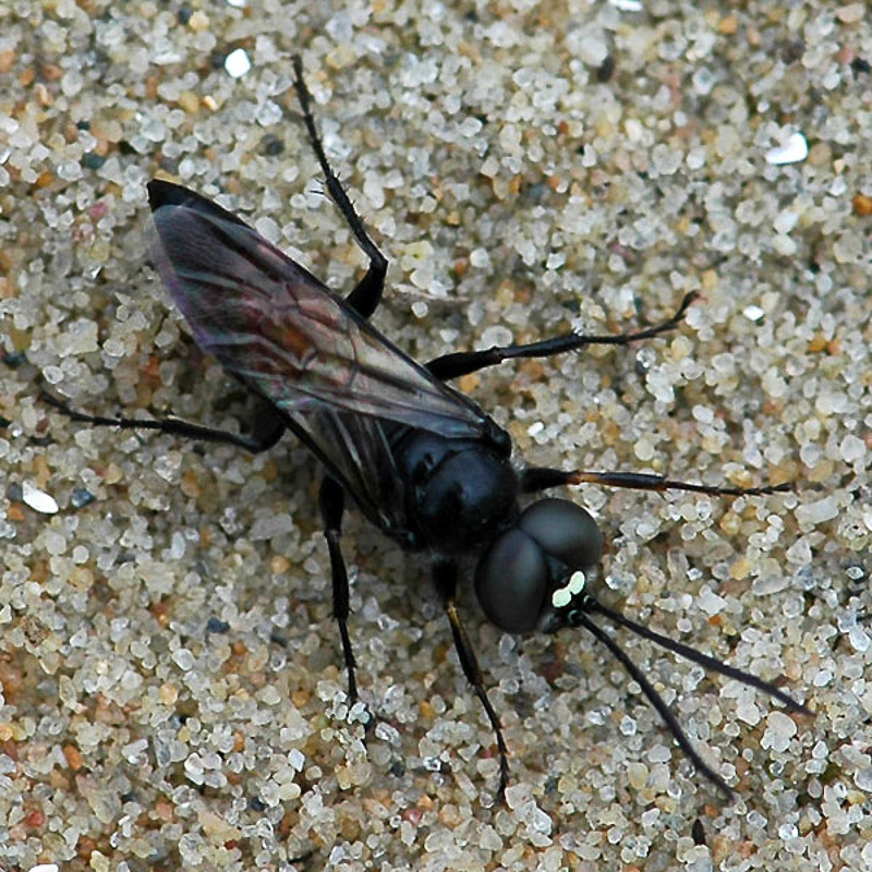 Aculeate Wasps : (Crabronidae) Dryudella stigma