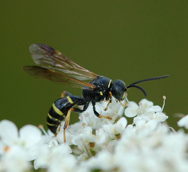 Aculeate Wasps : (Crabronidae) Gorytes quadrifasciatus