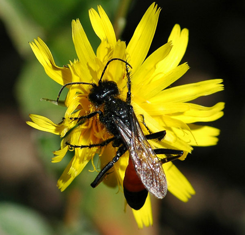 Aculeate Wasps : (Sphecidae) Podalonia hirsuta