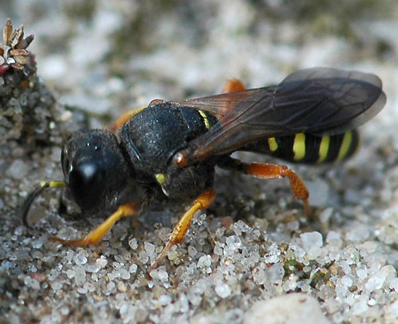 Aculeate Wasps : (Crabronidae) Lestica subterranea