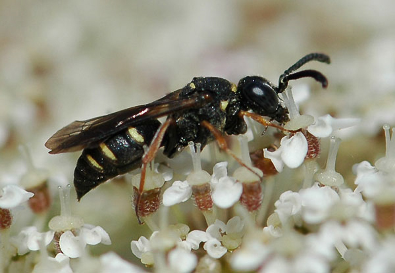 Aculeate Wasps : (Crabronidae) Nysson maculosus