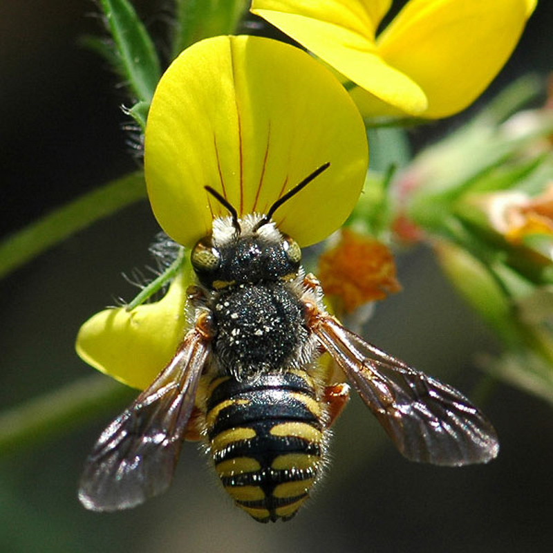 Bees : (Megachilidae) Anthidium oblongatum