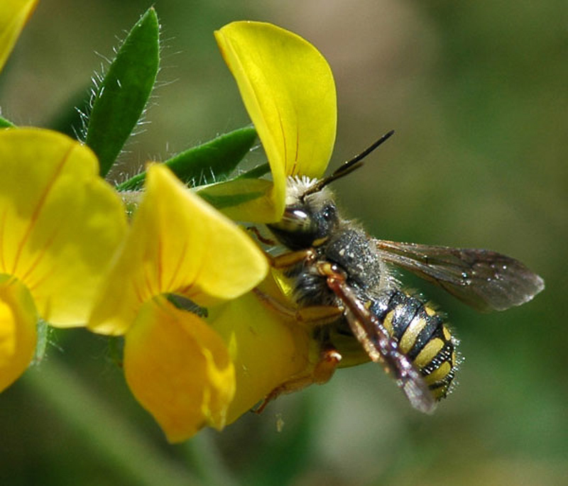 Bees : (Megachilidae) Anthidium oblongatum