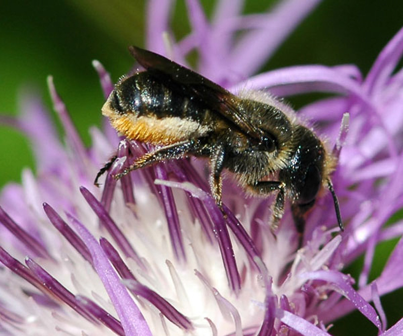 Bees : (Megachilidae) Osmia niveata