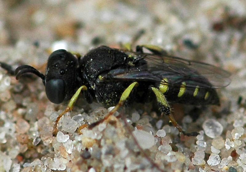 Aculeate Wasps : (Crabronidae) Oxybelus bipunctatus