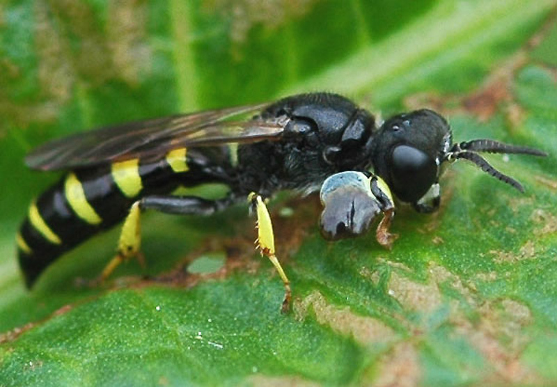 Aculeate Wasps : (Crabronidae) Crabro peltarius