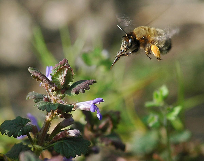 Bees : (Apidae) Anthophora plumipes