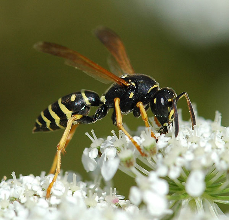 Aculeate Wasps : (Vespidae) Polistes biglumis