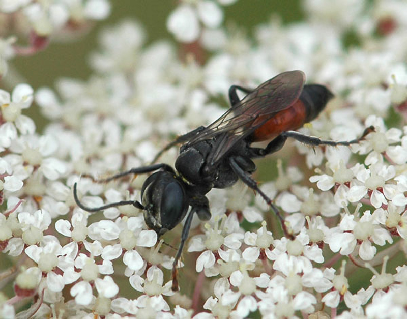 Aculeate Wasps : (Crabronidae) Tachysphex pompiliformis