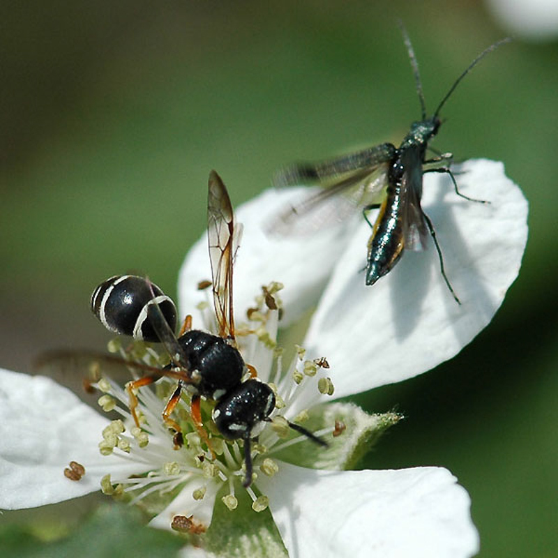 Aculeate Wasps : (Vespidae) Pterocheilus phaleratus