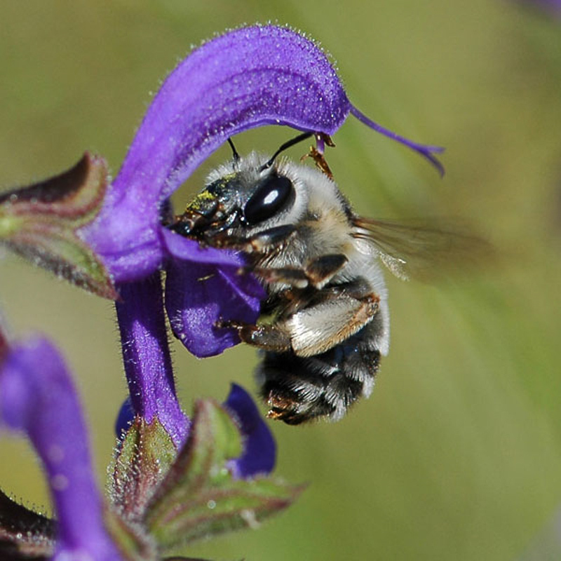Bees : (Apidae) Anthophora quadrimaculata