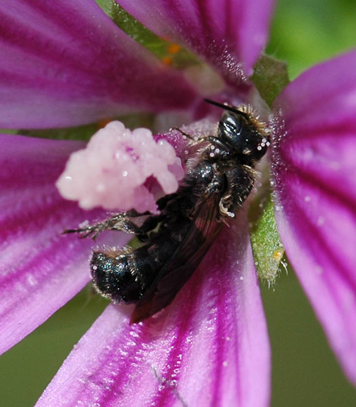 Bees : (Megachilidae) Chelostoma rapunculi