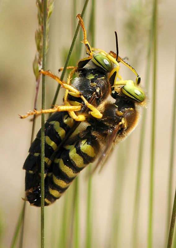 Aculeate Wasps : (Crabronidae) Bembix rostrata
