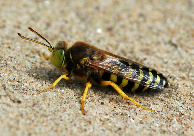 Aculeate Wasps : (Crabronidae) Bembix rostrata