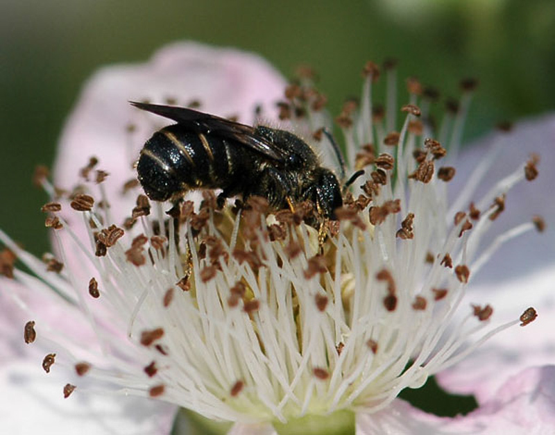 Bees : (Megachilidae) Stelis punctulatissima