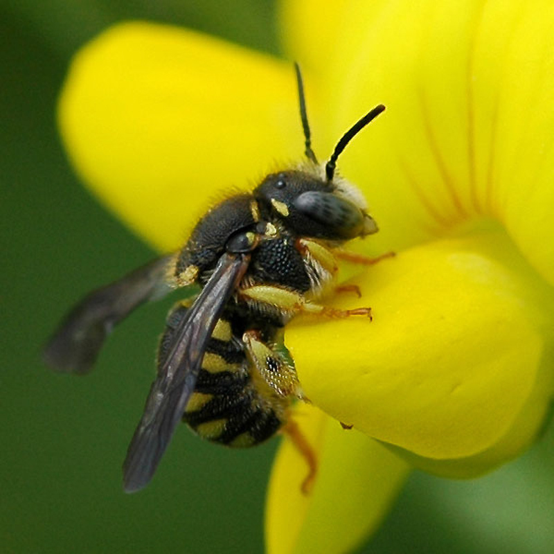 Bees : (Megachilidae) Anthidiellum strigatum