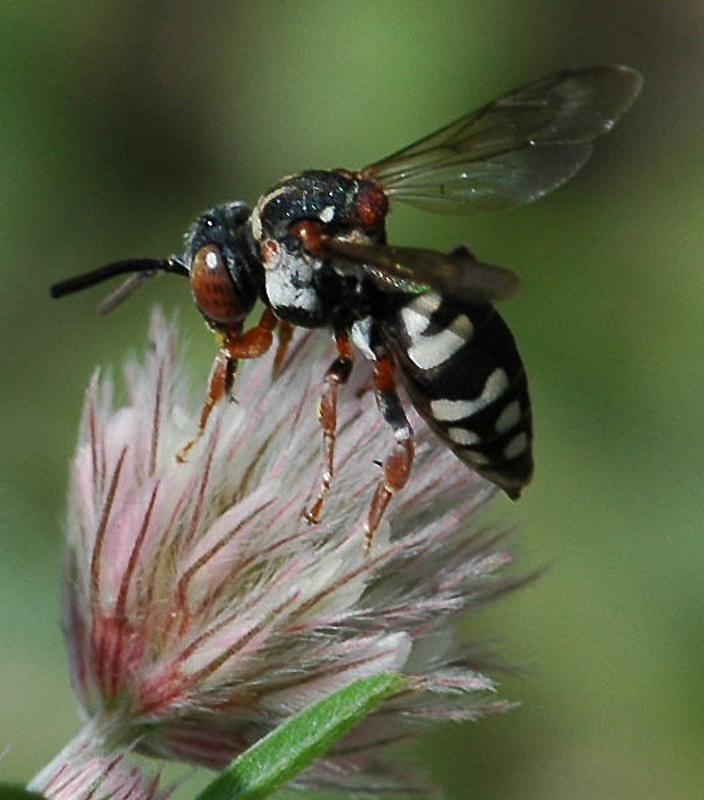Bees : (Apidae) Epeolus variegatus