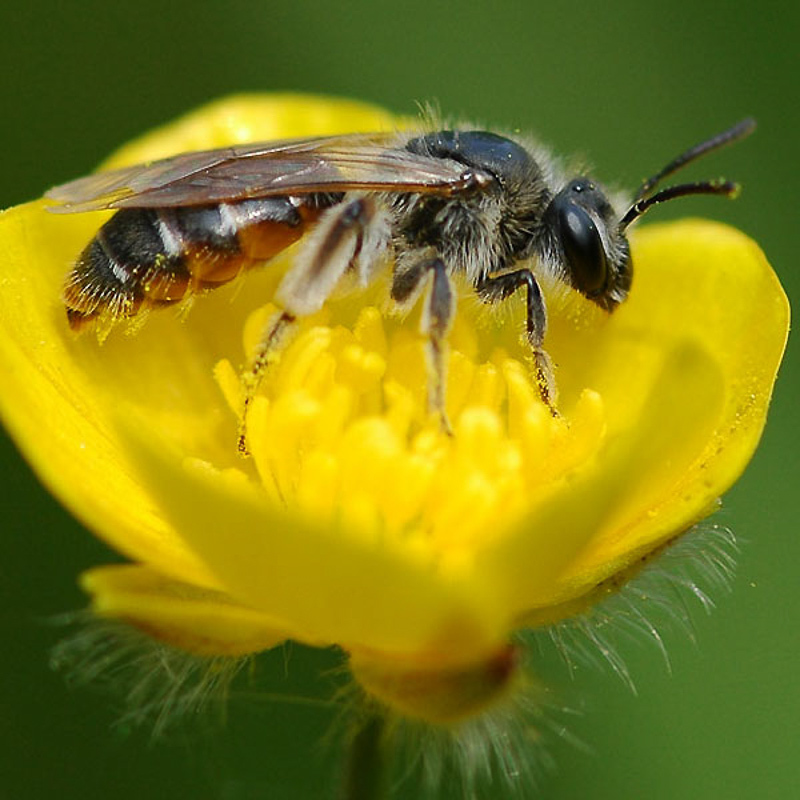 Bees : (Andrenidae) Andrena ventralis
