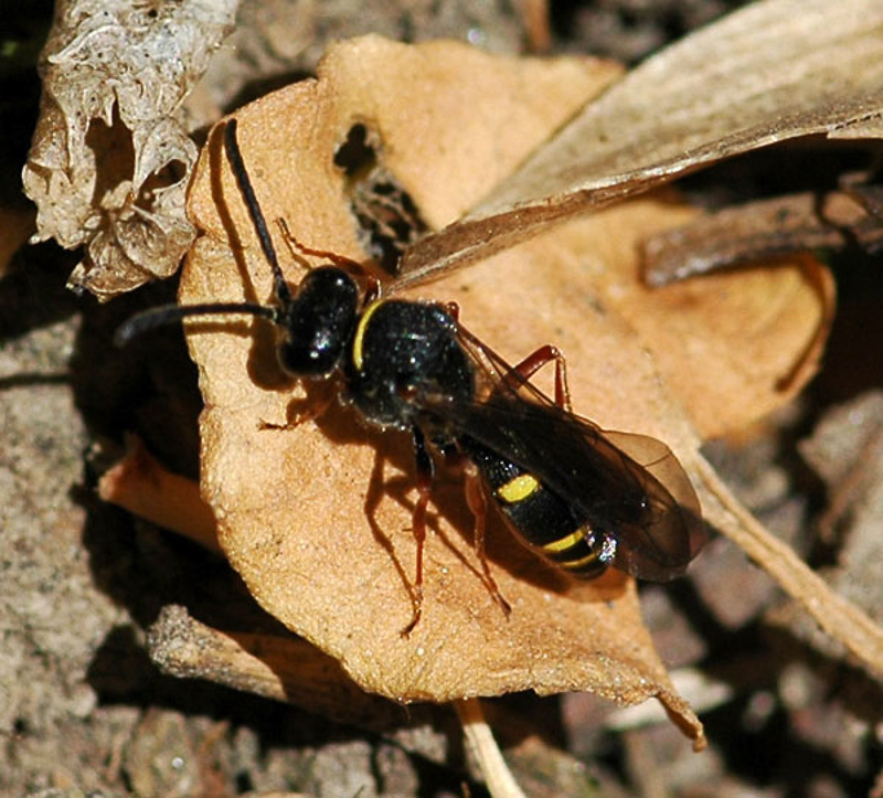 Aculeate Wasps : (Crabronidae) Nysson spinosus