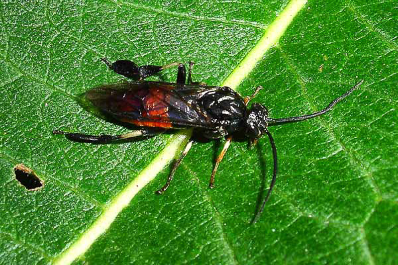 Sawflies and horntails : (Tenthredinidae) Nematus septentrionalis