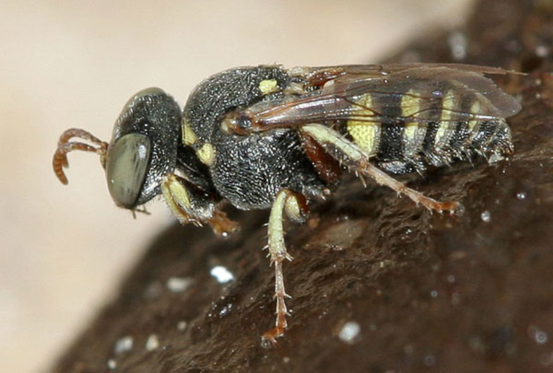 Aculeate Wasps : (Crabronidae) Oxybelus lamellatus