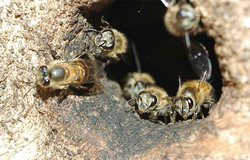 Bees : (Apidae) Apis cerana