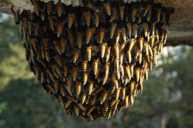 Bees : (Apidae) Apis dorsata