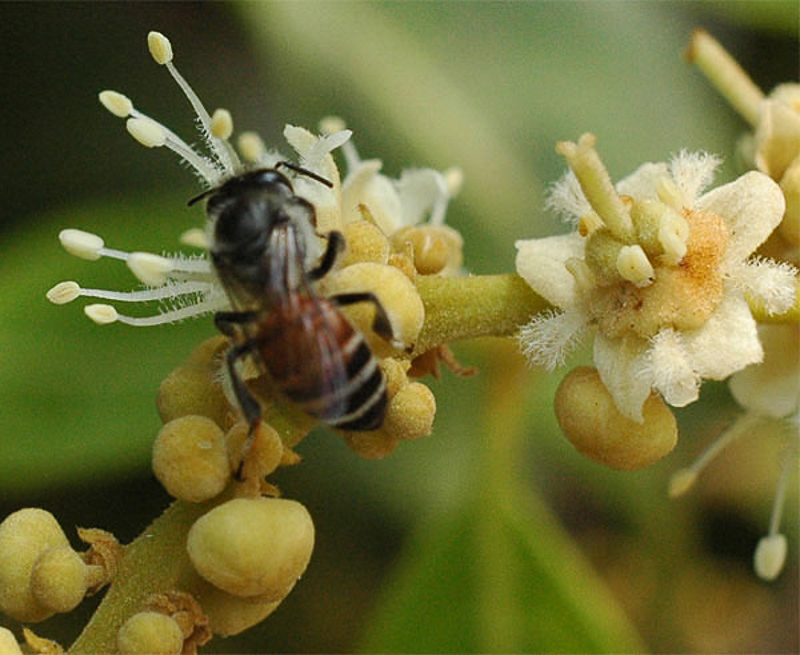 Bees : (Apidae) Apis florea