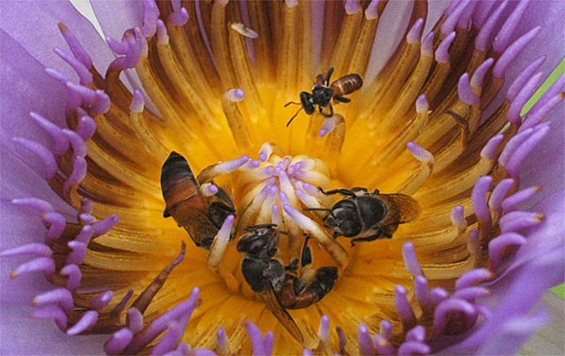 Bees : (Apidae) Apis florea