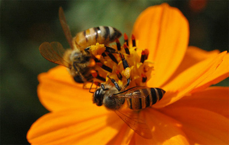 Bees : (Apidae) Apis cerana