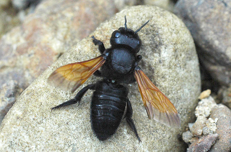 Bees : (Megachilidae) Megachile atrata