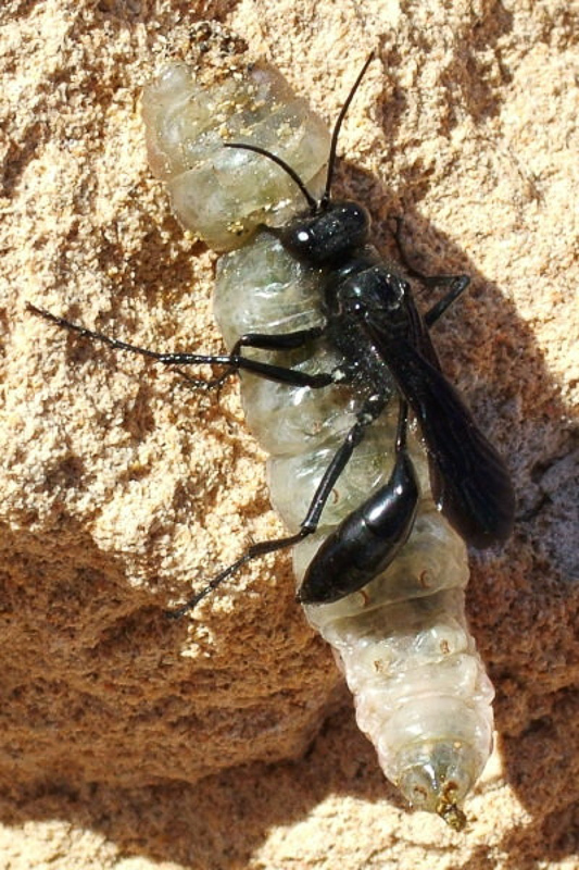 Aculeate Wasps : (Sphecidae) Podalonia affinis