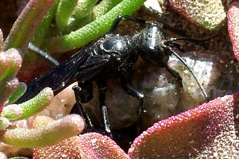 Aculeate Wasps : (Sphecidae) Podalonia affinis