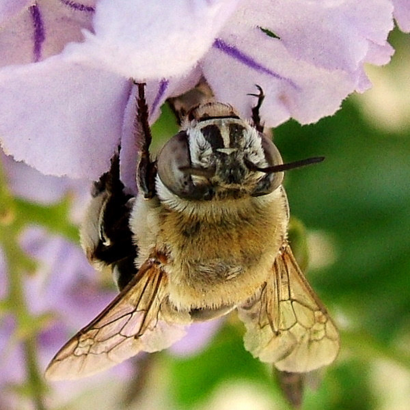 Bees : (Apidae) Amegilla quadrifasciata
