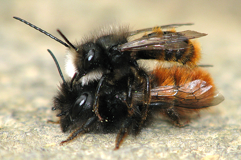 Bees : (Megachilidae) Osmia cornuta