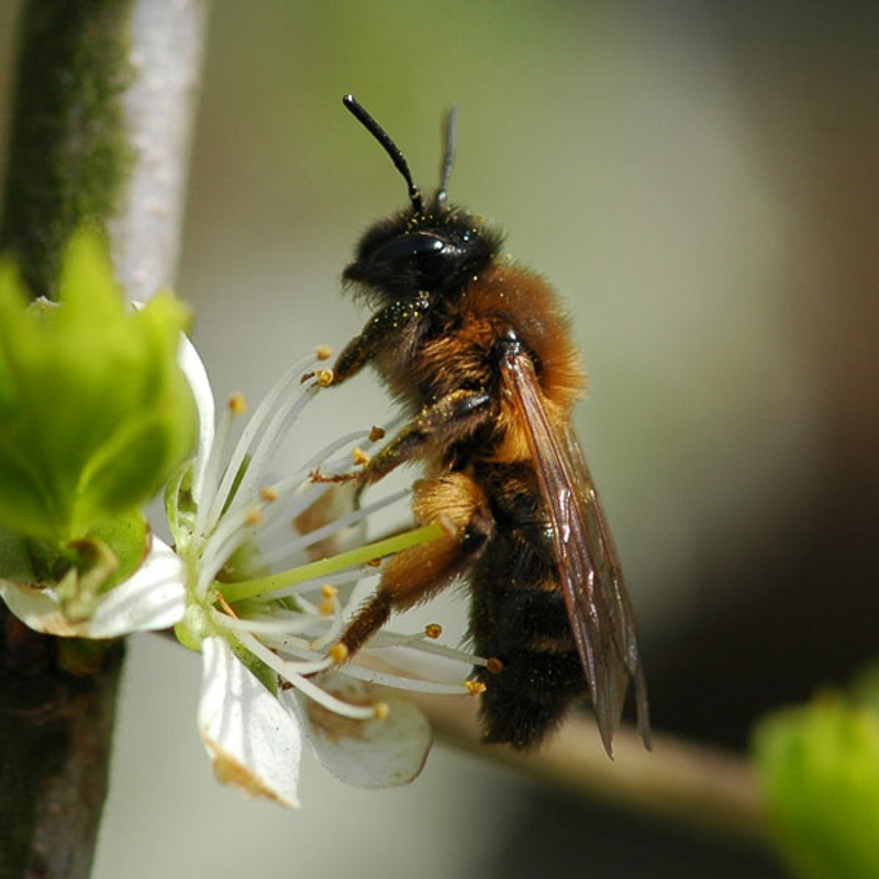 Bees : (Andrenidae) Andrena bicolor