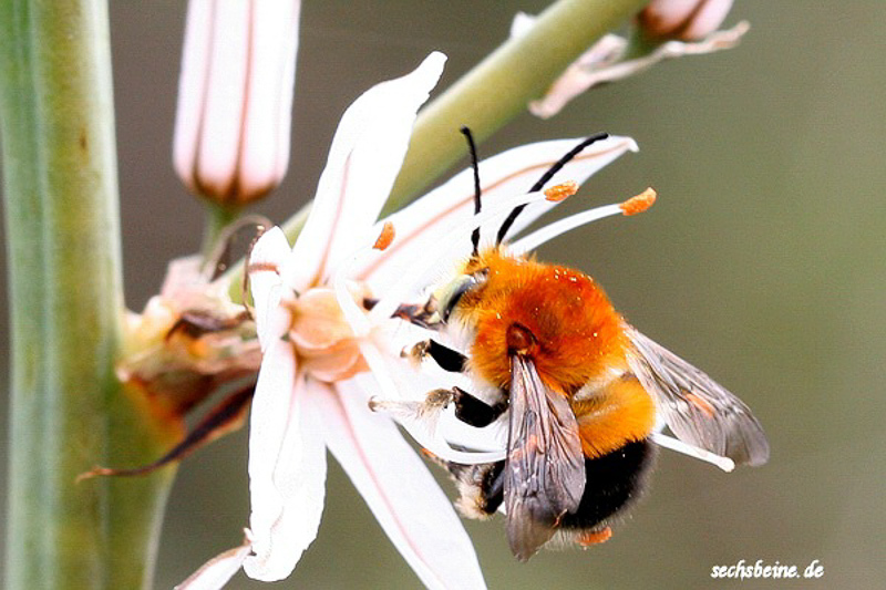 Bees : (Apidae) Eucera rufa