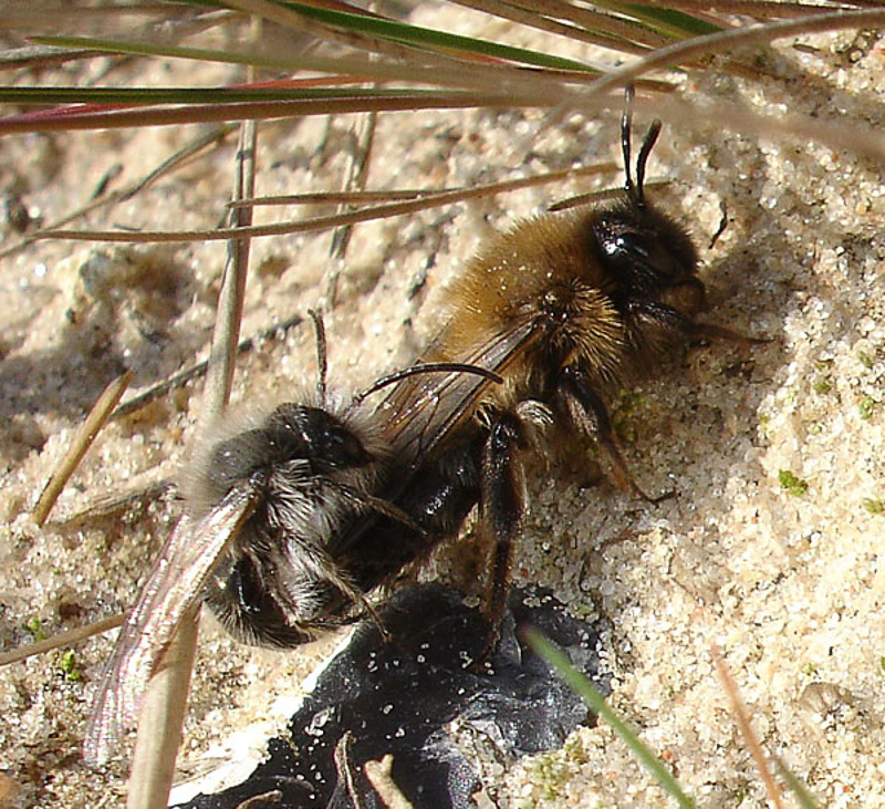 Bees : (Andrenidae) Andrena nycthemera