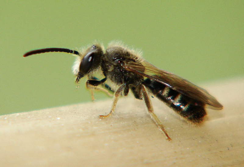 Bees : (Halictidae) Lasioglossum pallens