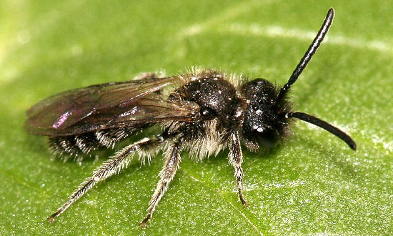 Bees : (Andrenidae) Andrena minutula